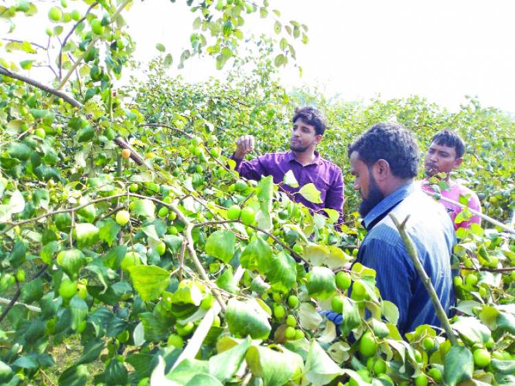 ভালো ফলন ও দামে খুশি কুল চাষি