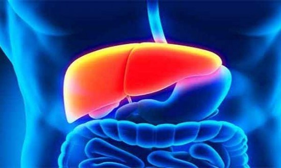 যেসব খাবার সুস্থ রাখবে লিভারকে