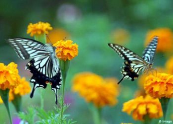 পোকামাকড় যেভাবে আমাদের উপকারী বন্ধু