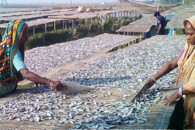 হুমকির মুখে চলনবিলে শুঁটকি