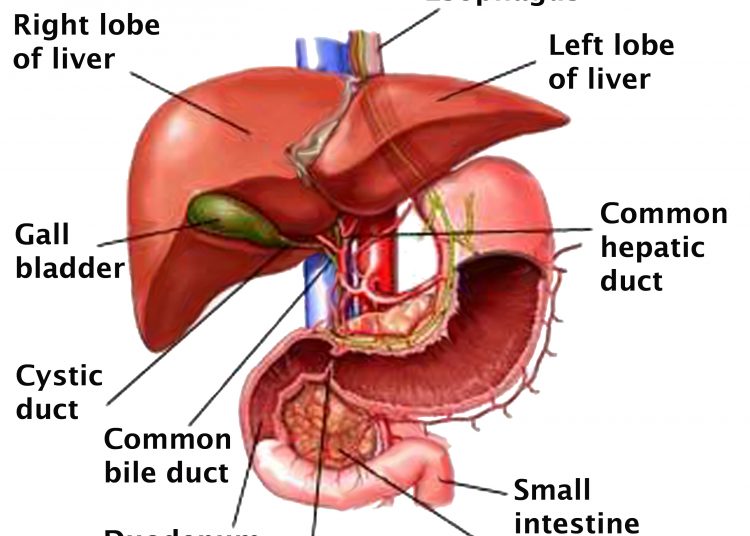 লিভারে যদি জমে মেদ