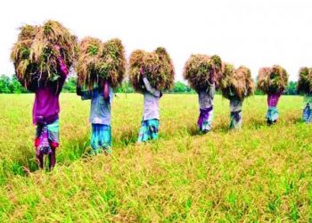কৃষিতে নবান্ন
