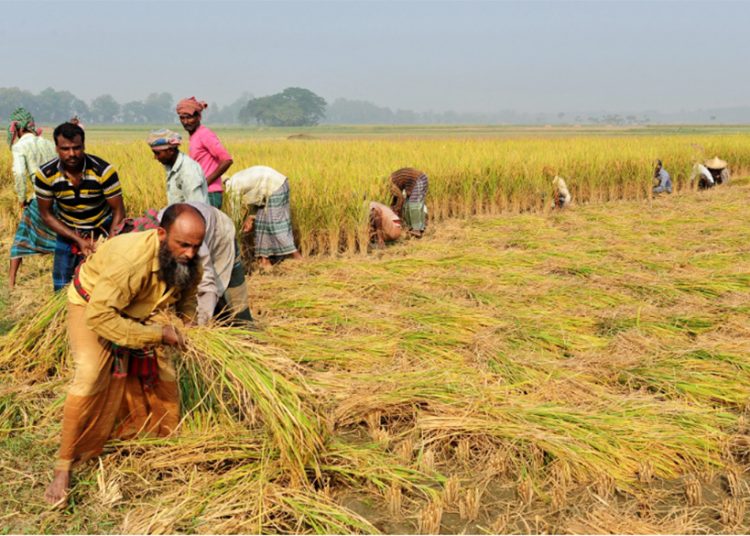 আমনেও কি বঞ্চিত হবে কৃষক?