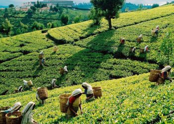 এই বসন্তে ঘুরে আসুন শ্রীমঙ্গল