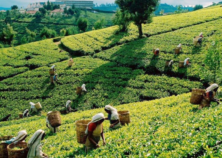 এই বসন্তে ঘুরে আসুন শ্রীমঙ্গল