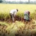 হাওরের প্রায় ৬২ শতাংশ জমির বোরো ধান কাটা শেষ