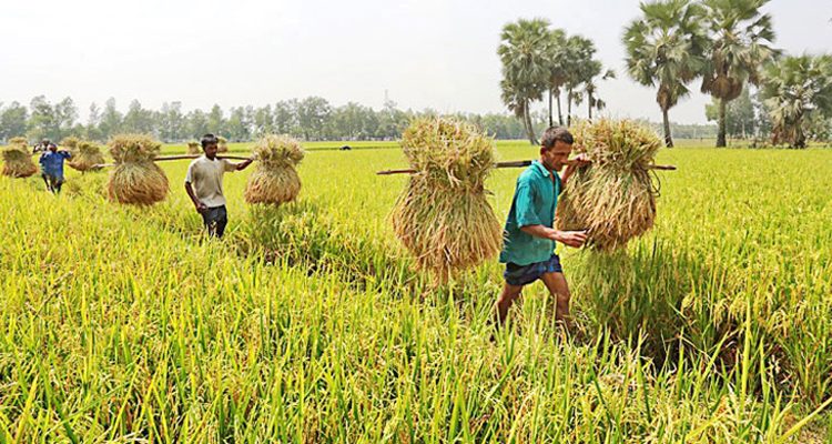 সকল কৃষিঋণে সুদ ৪ শতাংশ