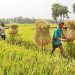 সকল কৃষিঋণে সুদ ৪ শতাংশ