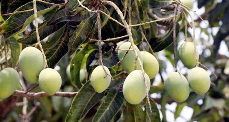 ১৫ মে থেকে রাজশাহীতে আম পাড়া শুরু হবে