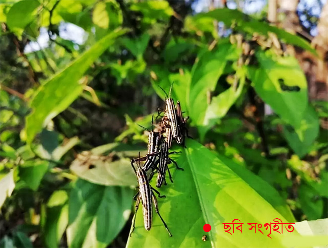 টেকনাফে পঙ্গপাল সদৃশ পোকার আক্রমণ, ফসল বিনষ্টের শঙ্কা