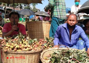 বাম্পার ফলনেও দাম পাচ্ছেন না রাঙ্গামাটির লিচু বাগানীরা