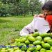 ঘূর্ণিঝড় আম্পানে পৌনে দুই লাখ হেক্টর জমির ফসল ক্ষতিগ্রস্ত