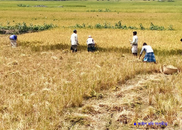 ঘূর্ণিঝড় ‘আম্পান’ আঘাতের আগেই ফসল কেটে ফেলার পরামর্শ