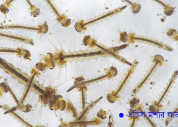 ‘এডিসের লার্ভা পেলে জেল-জরিমানা’—স্থানীয় সরকারমন্ত্রী