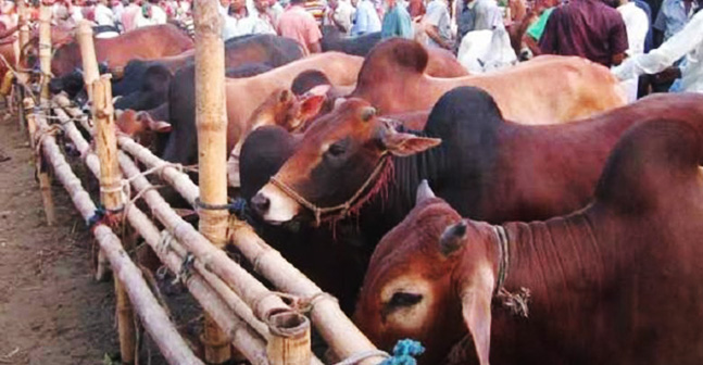 ঢাকা দক্ষিণ সিটিতে বসছে অস্থায়ী ৫ পশুর হাট