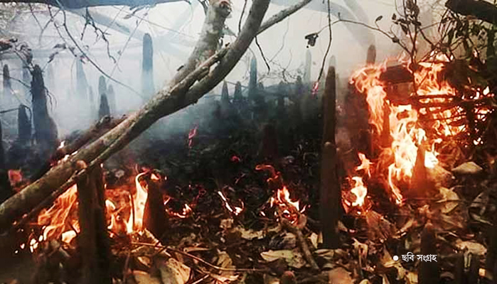 ২৪ ঘণ্টা পরও সুন্দরবনের আগুন নিয়ন্ত্রণে আসেনি