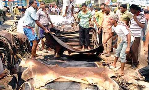 শর্ত স্বাপেক্ষে কাঁচা চামড়া রফতানির অনুমতি