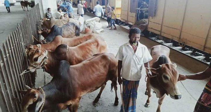 ঈদের আগে ক্যাটল স্পেশাল ট্রেনে ঢাকায় আসবে কোরবানির পশু