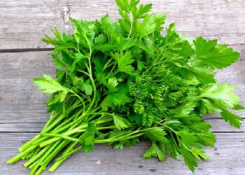 ধনে পাতার গুণাগুণ
