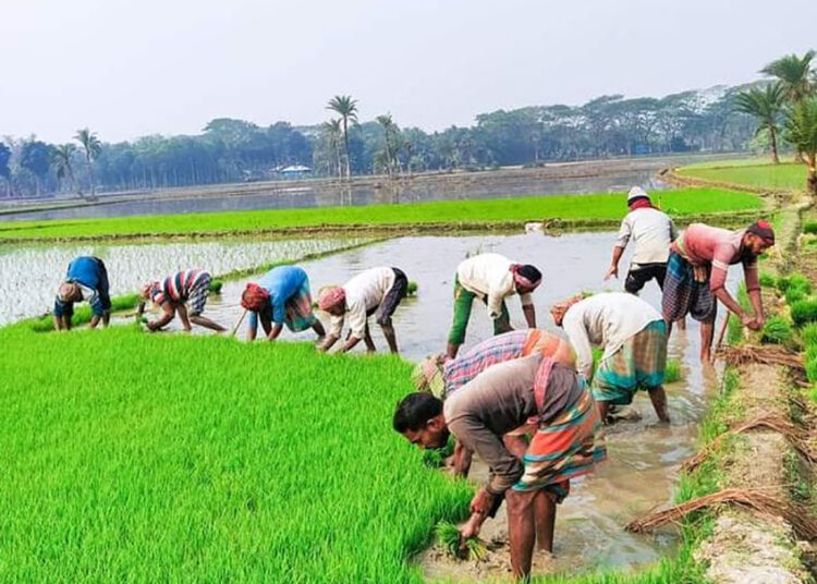 ভবদহ অঞ্চলের কৃষকের মুখে হাসি
