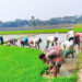 ভবদহ অঞ্চলের কৃষকের মুখে হাসি
