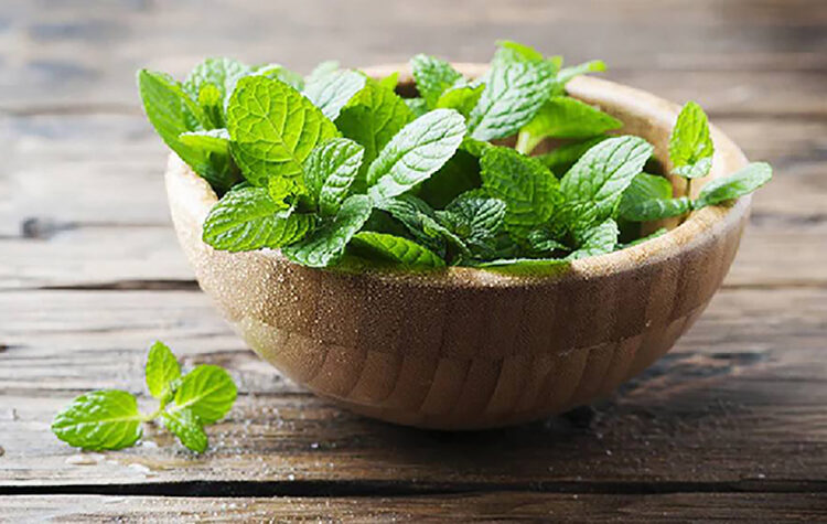 ভেষজ কথা ● পুদিনার উপকারিতা