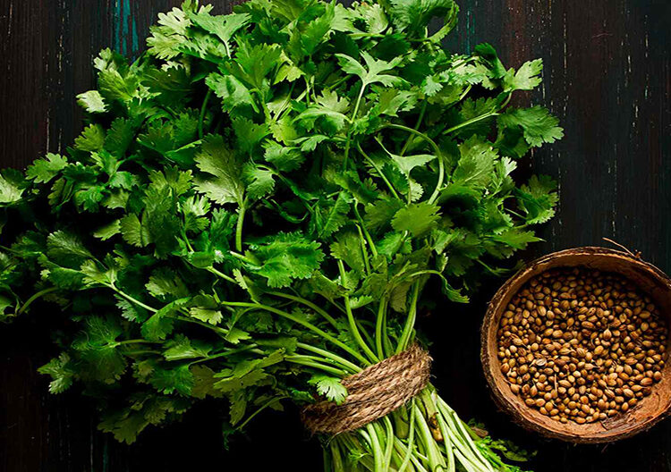 ভেষজ ● ধনেপাতার গুণাগুণ