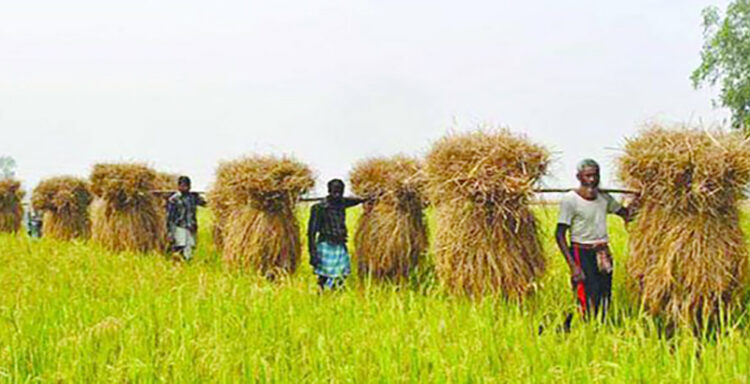 মতামত ● গ্রামের খেটে খাওয়া মানুষের ভাগ্য বদলাবে কবে? ▌ মোজাহিদ হোসেন